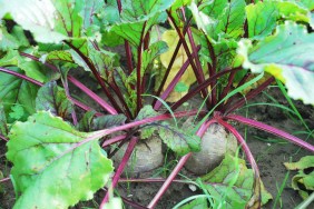 vegetables-742094_1920