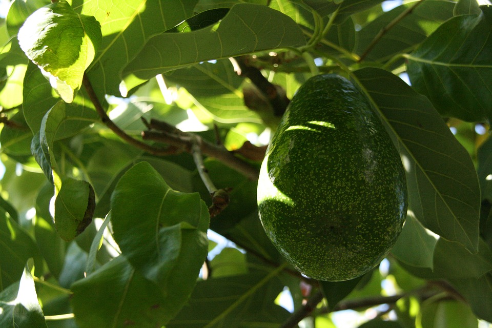 avocado-1313798_960_720